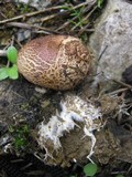 Scleroderma polyrhizum image