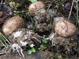 Scleroderma polyrhizum image