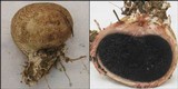Scleroderma polyrhizum image