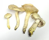 Hygrophorus gliocyclus image