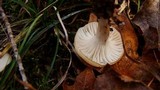 Hygrophorus eburneus image