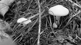 Hygrophorus eburneus image