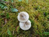Hygrophorus agathosmus image
