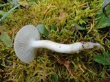 Hygrophorus agathosmus image