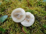 Hygrophorus agathosmus image