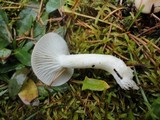 Hygrophorus agathosmus image