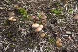 Psilocybe stuntzii image