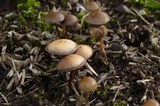 Psilocybe stuntzii image