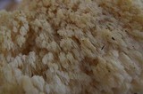 Hericium abietis image