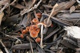 Hypholoma tuberosum image