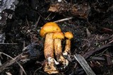 Pholiota limonella image