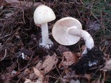 Amanita citrina f. lavendula image