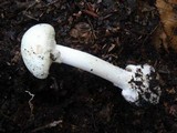 Amanita citrina f. lavendula image