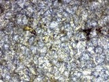 Psilocybe stuntzii image