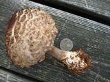 Chlorophyllum rachodes image