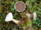Ampulloclitocybe clavipes image