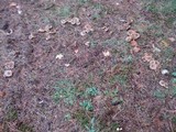Ampulloclitocybe clavipes image