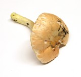 Hygrophorus pudorinus image