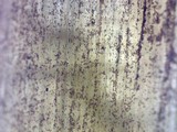 Psilocybe stuntzii image