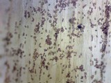 Psilocybe stuntzii image
