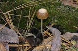 Parasola conopilea image