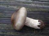 Hygrophorus fuligineus image