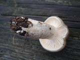 Hygrophorus fuligineus image