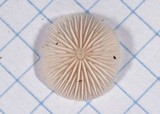 Strobilurus trullisatus image