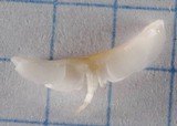 Strobilurus trullisatus image