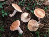 Lactarius vinaceorufescens image