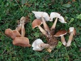 Rhodocollybia butyracea image