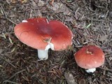Russula silvicola image