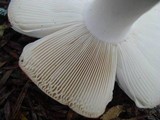 Russula silvicola image
