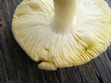 Tricholoma sejunctum image