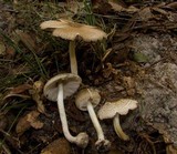 Lepiota cortinarius image