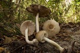 Lepiota cortinarius image