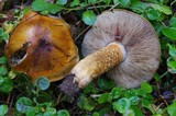 Tricholoma aurantium image
