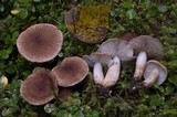 Tricholoma vaccinum image