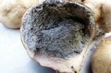Scleroderma polyrhizum image