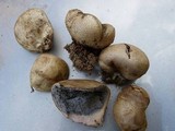 Scleroderma polyrhizum image