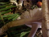 Amanita pachycolea image