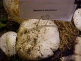 Amanita silvicola image