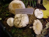 Amanita silvicola image