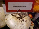 Amanita smithiana image
