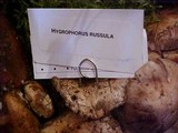 Hygrophorus russula image