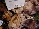 Hygrophorus russula image