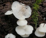 Crepidotus applanatus image