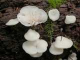 Crepidotus applanatus image