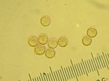 Crepidotus applanatus image