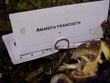 Amanita augusta image